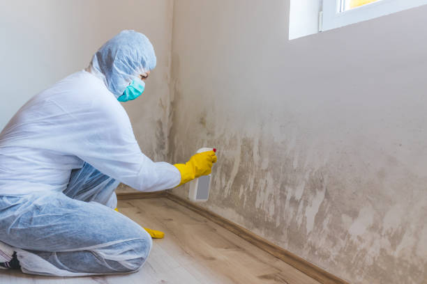 Licensed Commercial Mold Remediation service in Furlong, PA - WQB Mold Removal